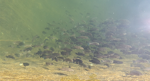 Marine fish seedlings breeding